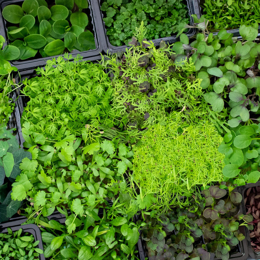 LIVE Herbs & Microgreens Box - 16 varieties