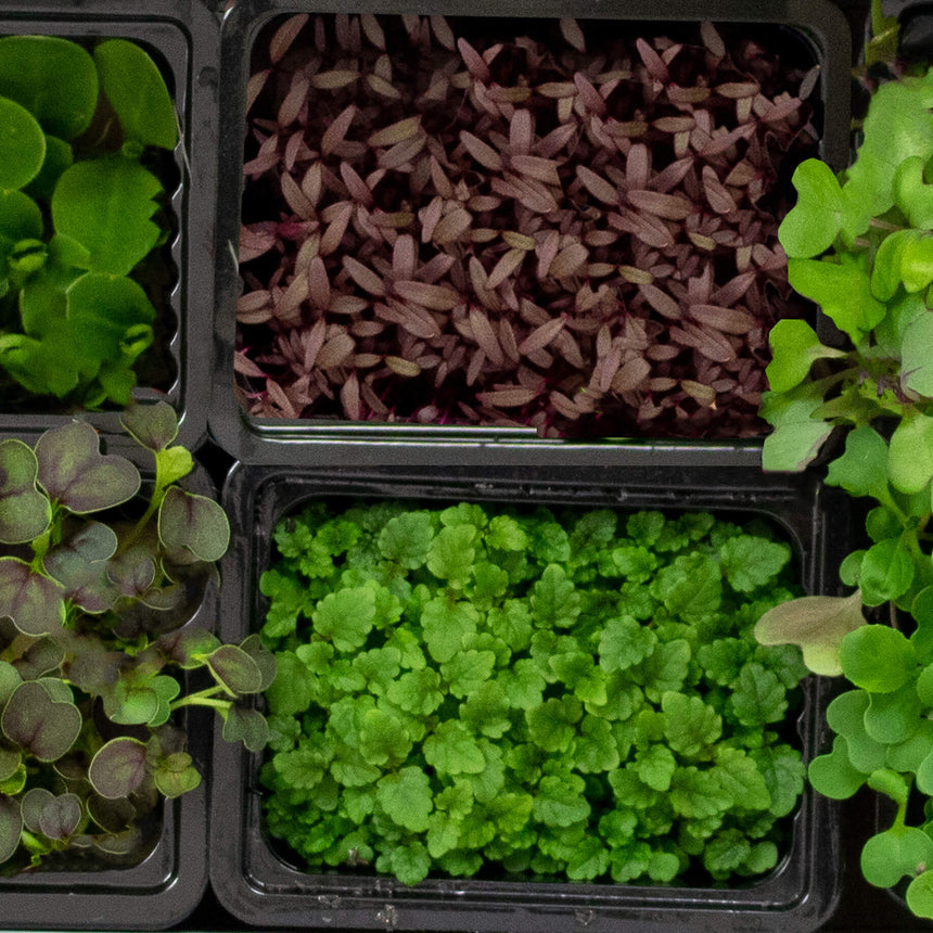LIVE Herbs & Microgreens Box - 8 varieties