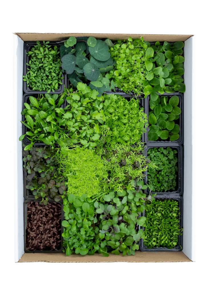 LIVE Herbs & Microgreens Box - 16 varieties