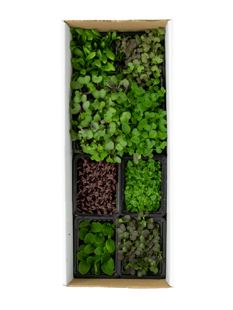 LIVE Herbs & Microgreens Box - 8 varieties